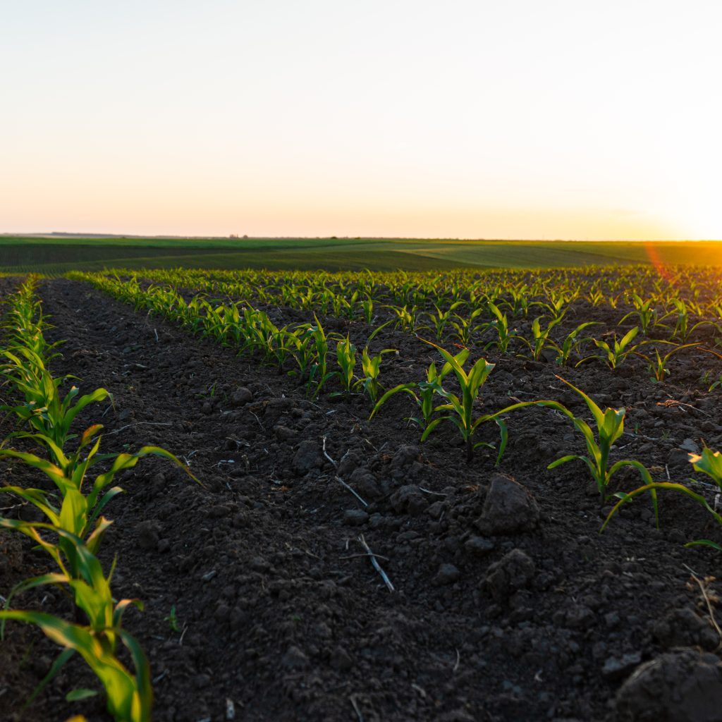 Rows of young corn plants on a fertile field with dark soil. Rows of sunlit young corn plants. Beautiful growing plant corn background.