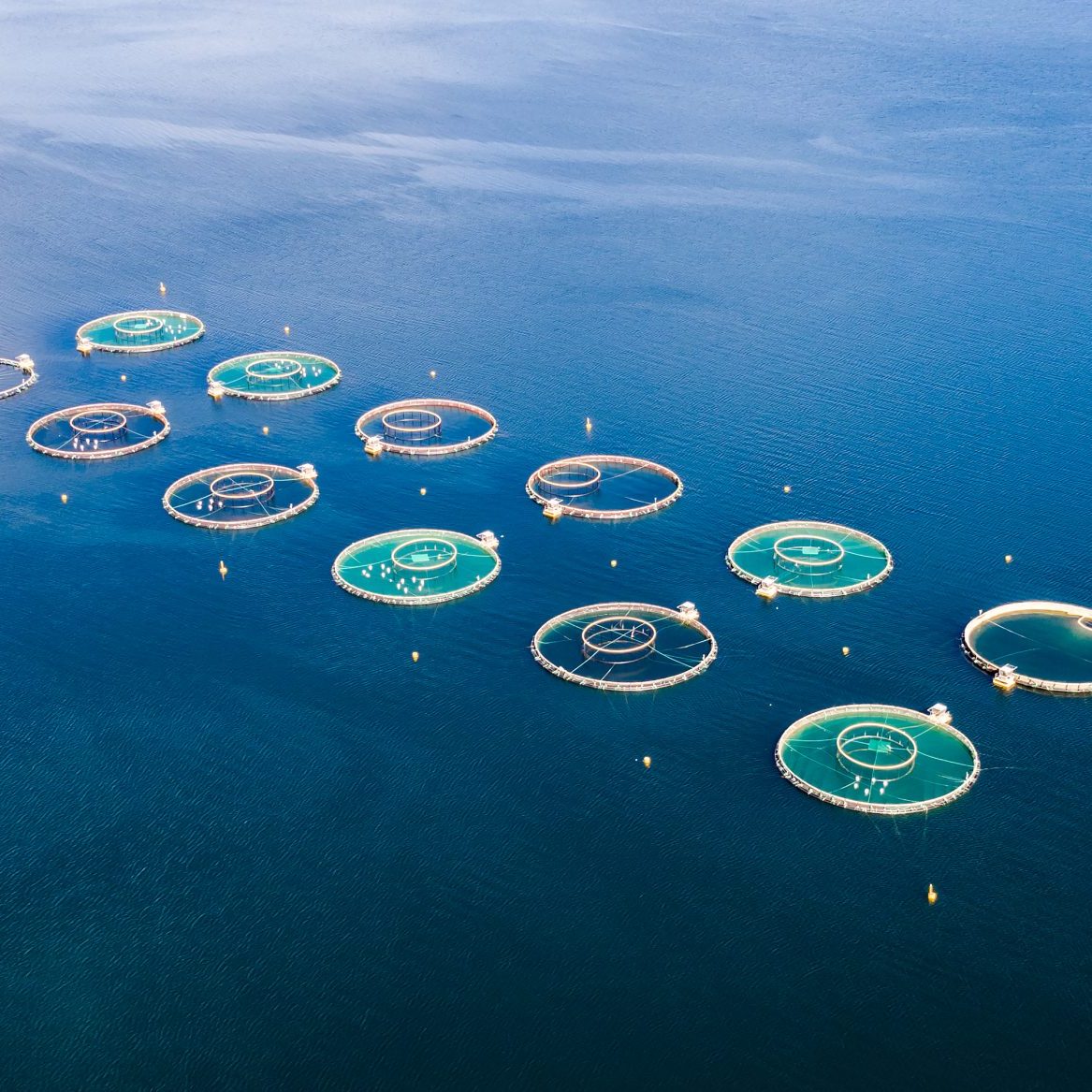 Farm salmon fishing in Norway Aerial FPV drone photography.